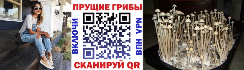 гидра рабочий сайт  Себеж  Галлюциногенные грибы мицелий 